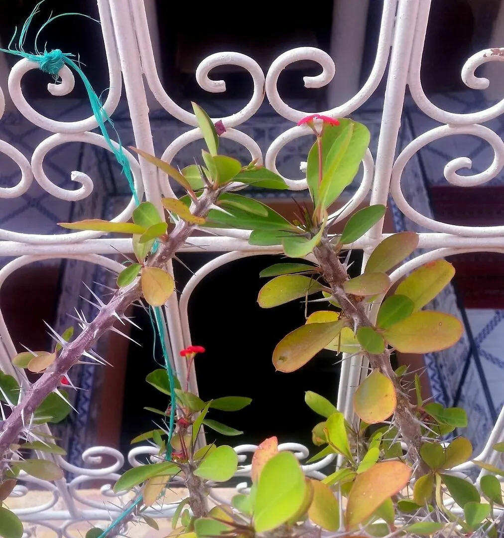 Riad Itry - Hostel Marrakesh Maroc